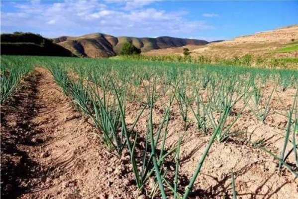 旱塬興起新產業(yè) 會寧縣草灘鎮(zhèn)發(fā)展紅蔥種植見聞