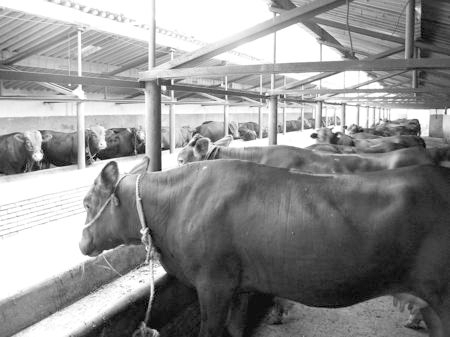 產業(yè)發(fā)展看平?jīng)觥捌經(jīng)黾t牛”墻內開花墻外紅