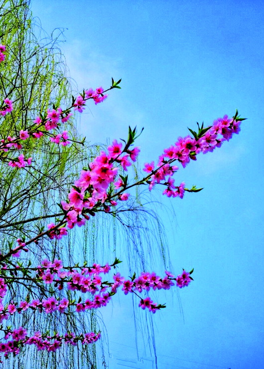 銅城桃花嫵媚綻放！君莫宅家辜負春光美景