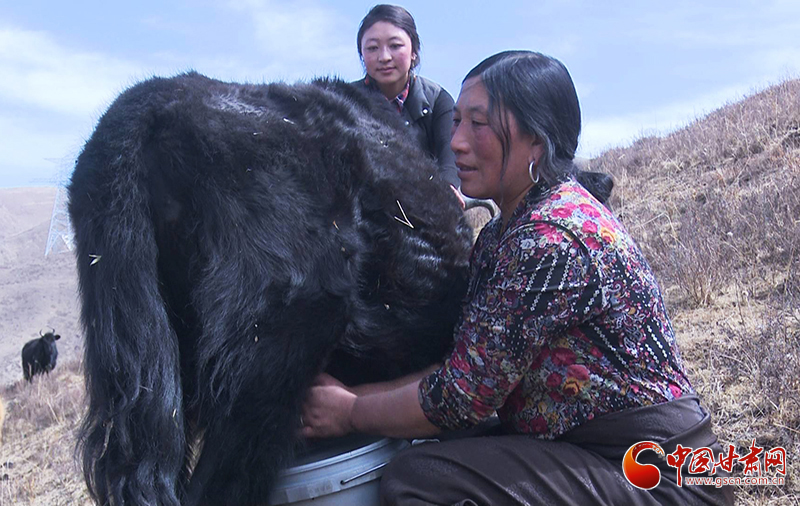 甘肅合作：高原上盛開了一朵美麗的“格?；ā保▓D）