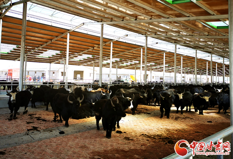 【甘肅省決戰(zhàn)決勝脫貧攻堅】農(nóng)牧結(jié)合養(yǎng)起“脫貧?！?產(chǎn)業(yè)增效共唱“致富歌”