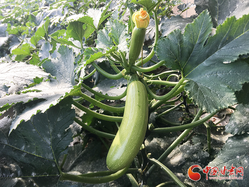 【甘肅省決戰(zhàn)決勝脫貧攻堅】臨夏縣產(chǎn)業(yè)幫扶新路：現(xiàn)代農(nóng)業(yè)與脫貧攻堅“同頻共振”