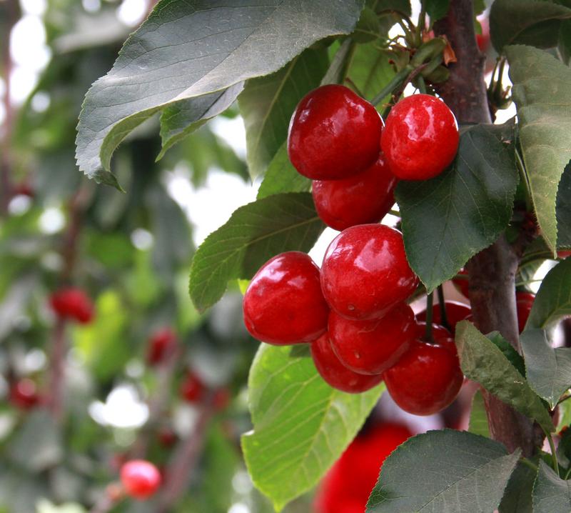 趕緊約起來！民勤紅旗谷櫻桃采摘園開園啦！