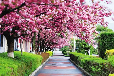 【印象隴原】去兩當，與櫻花赴約