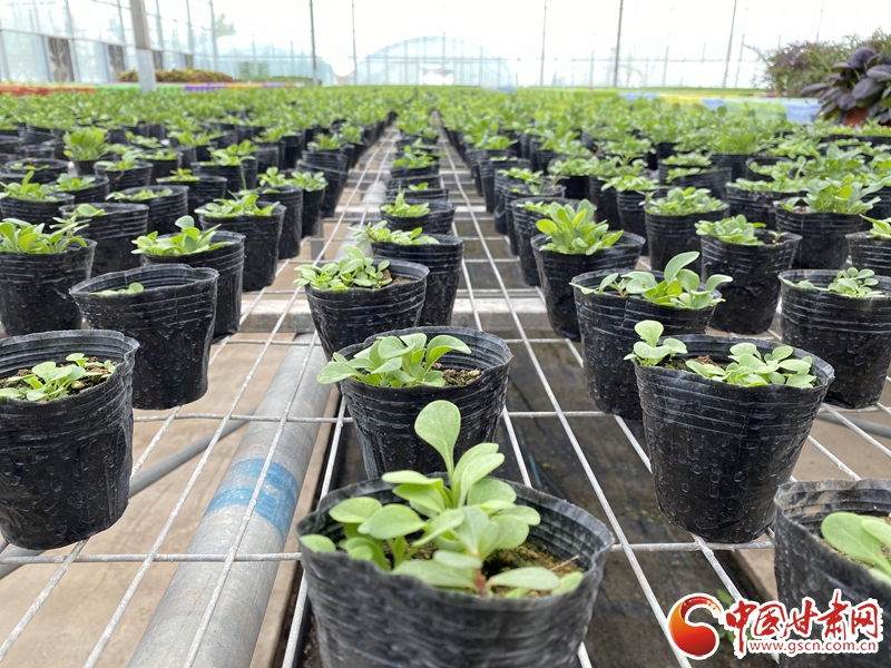 【甘肅省決戰(zhàn)決勝脫貧攻堅(jiān)】皋蘭：電商拓銷(xiāo)路 設(shè)施農(nóng)業(yè)有了新訂單