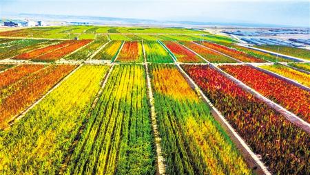 拉開(kāi)架勢(shì)興產(chǎn)業(yè)——武威天?？h發(fā)展特色農(nóng)業(yè)綜述