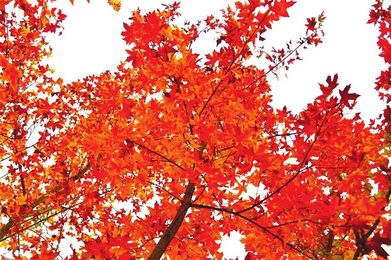 出彩啦！蘭州高校秋景驚艷來(lái)襲，快到秋日調(diào)色盤(pán)里pick你的母校