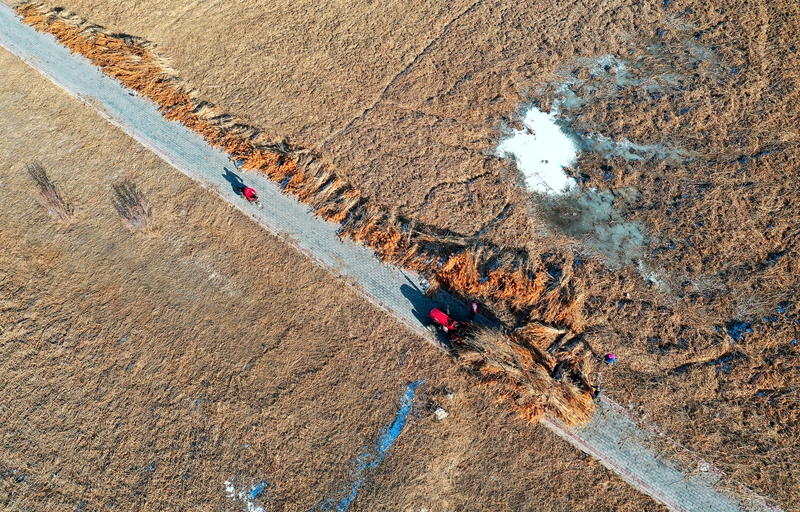 【飛閱甘肅】葦黃時(shí)節(jié) 張掖萬(wàn)畝蘆葦開(kāi)鐮收割