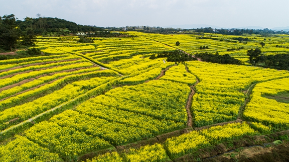 千余畝油菜花盛開。廖濤 攝