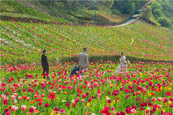 花海間，拍上一組美美的婚紗照。羅云希 攝