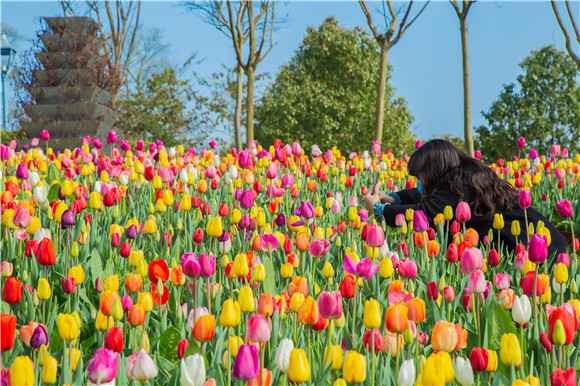 五顏六色郁金香花海。羅云希 攝
