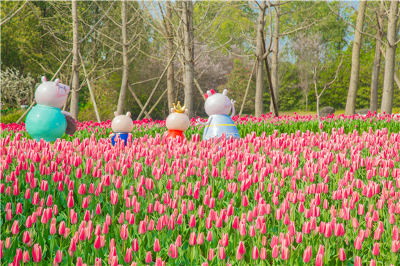 長壽湖郁金香次第開放。羅云希 攝