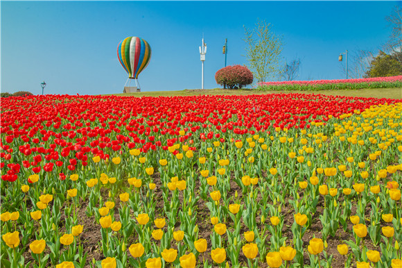 長壽湖郁金香開得正好。羅云希 攝