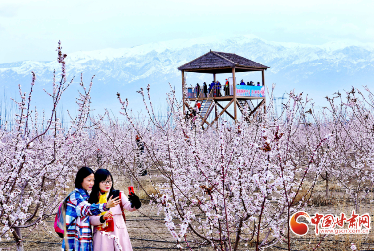 甘肅張掖：杏花盛開(kāi)春滿園