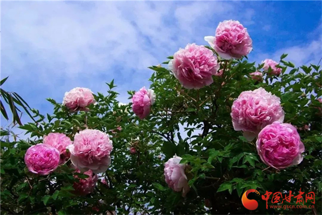 【五一游甘肅】暢游“臨洮縣紫斑牡丹文化旅游節(jié)”，這份攻略請(qǐng)收下！