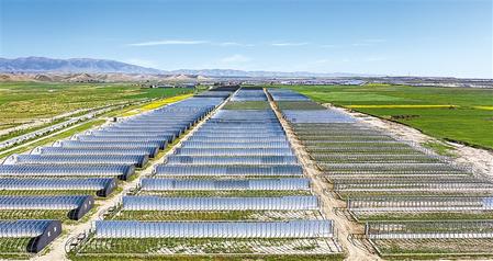 武威天?？h松山鎮(zhèn)德吉新村秀珍菇科技產(chǎn)業(yè)園初具規(guī)模