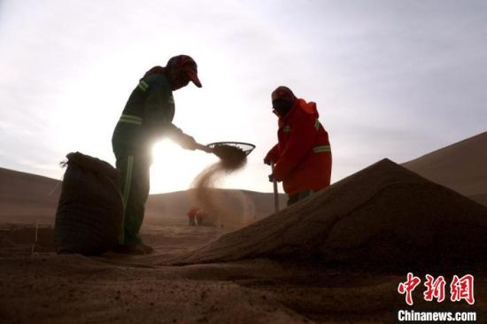 圖為“駱駝保姆”用土方法清理駝糞?！垥粤?攝