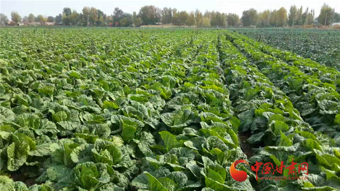 【聚焦2022甘肅兩會(huì)·代表委員說】省政協(xié)委員周文政：張掖蔬菜西進(jìn)南下走出國(guó)門大有作為