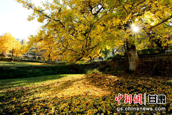 隴南徽縣銀杏樹最美的時(shí)候，當(dāng)屬每年的10月至11月。圖為樹葉已染黃的銀杏樹。張承榮 攝
