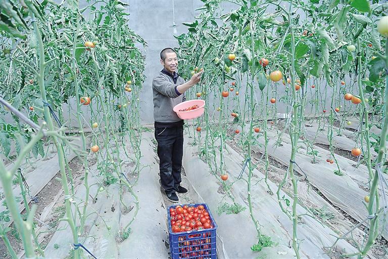 臨夏縣尹集、刁祁鎮(zhèn)易地扶貧搬遷后續(xù)產(chǎn)業(yè)園有日光溫室534座