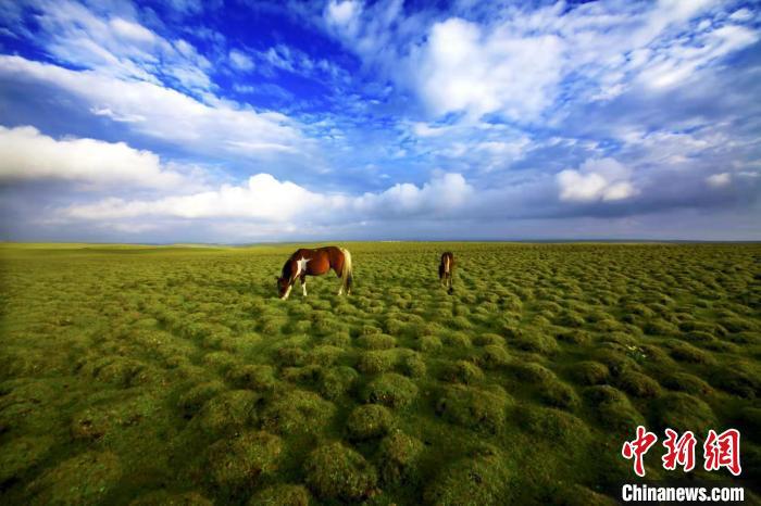 圖為甘肅甘南藏族自治州草原風(fēng)光。(資料圖) 艾慶龍 　攝