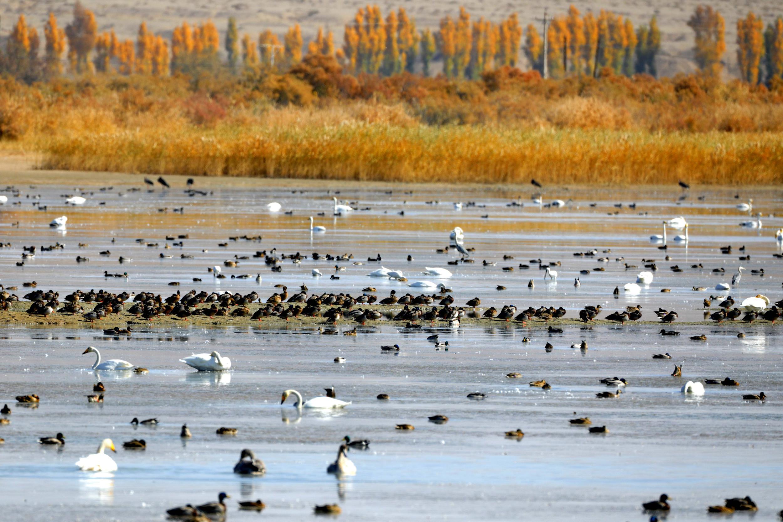 天鵝飛抵高臺縣黑河濕地嬉戲覓食、棲息越冬。尹昭霞攝