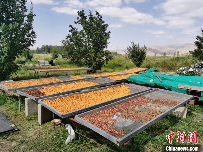 圖為肅北蒙古族自治縣的“李廣杏”。(資料圖) 受訪者供圖