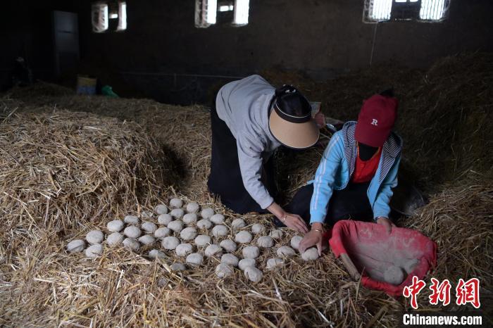酒曲成型之后入曲房，入室之前要灑水，再鋪青稞草，防止曲塊的水分被吸走，曲房?jī)?nèi)有通風(fēng)道、窗戶、暖氣、電熱爐等各種控制曲房溫度的設(shè)備。圖為5月10日，工作人員將成型的曲塊搬運(yùn)到曲房。九美旦增　攝