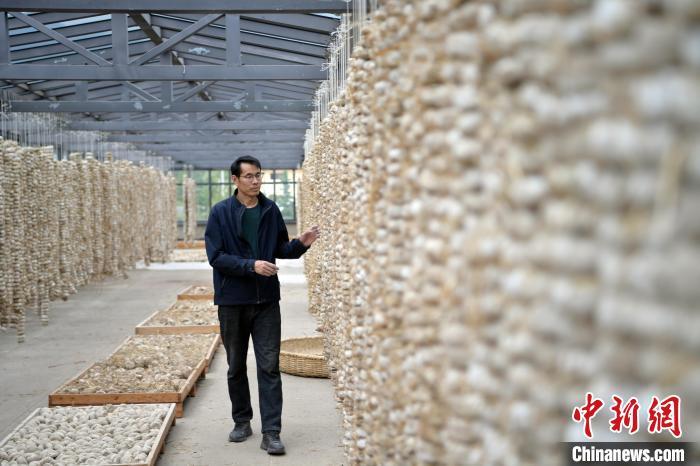 圖為5月10日，工作人員檢查晾曬的曲胚。九美旦增　攝