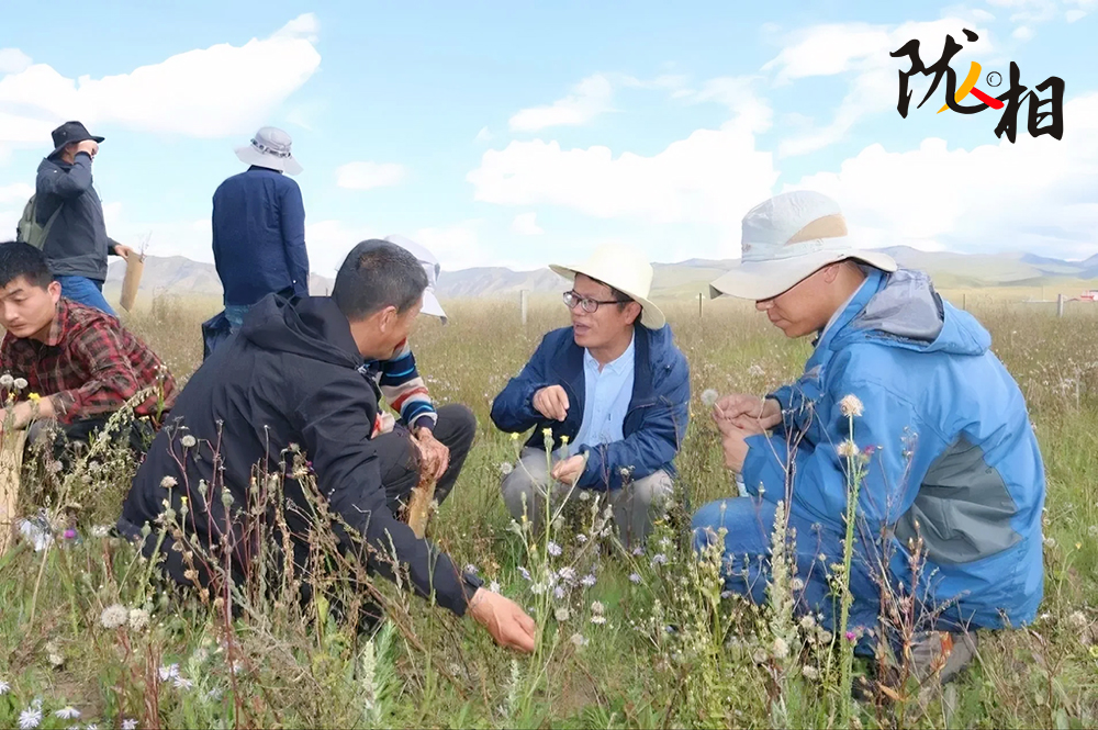 【隴人相206期】胡小文：扎根隴原廿二載 守護(hù)鄉(xiāng)土草業(yè)路