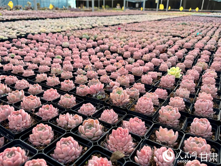 蘭州鑫源現(xiàn)代農(nóng)業(yè)休閑觀光旅游景區(qū)多肉大棚。人民網(wǎng)記者 焦隆攝