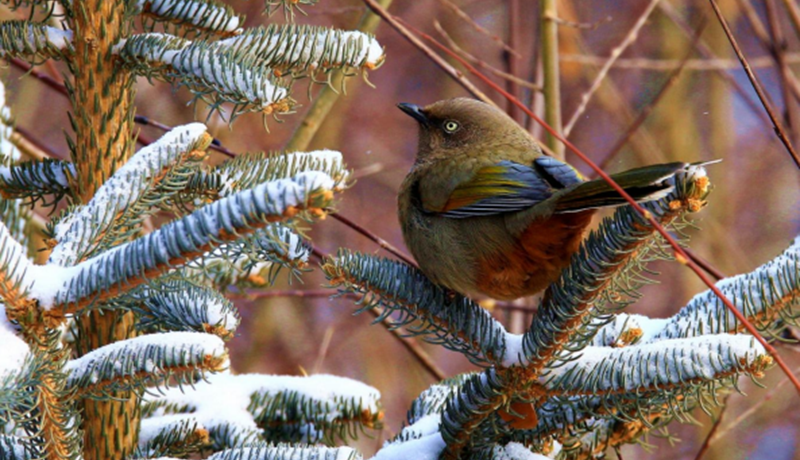 祁連山國家公園（候選區(qū)）高清影像定格橙翅噪鹛靈動(dòng)身姿