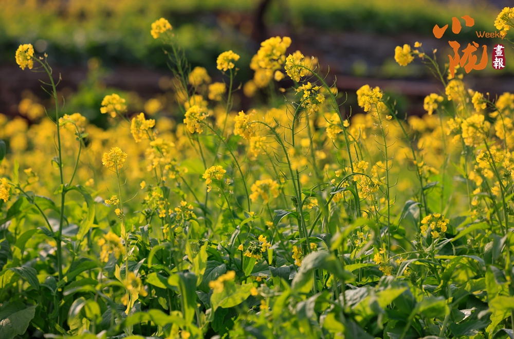 春到文縣早 花開(kāi)碧水間