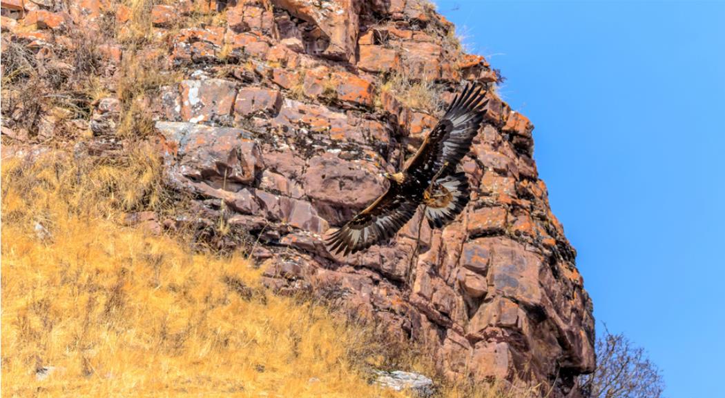祁連山肅南段成野生動(dòng)物樂(lè)園