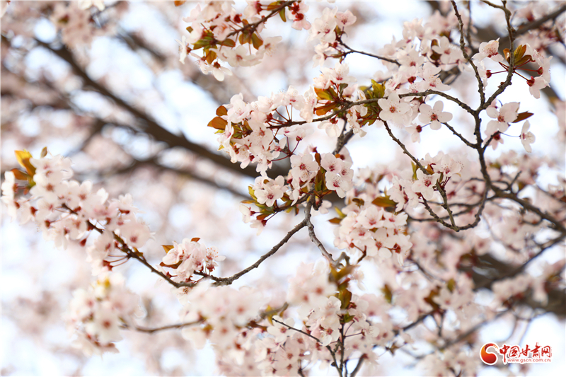 春動隴原·隴拍客丨春風(fēng)拂古冀 花開醉游人
