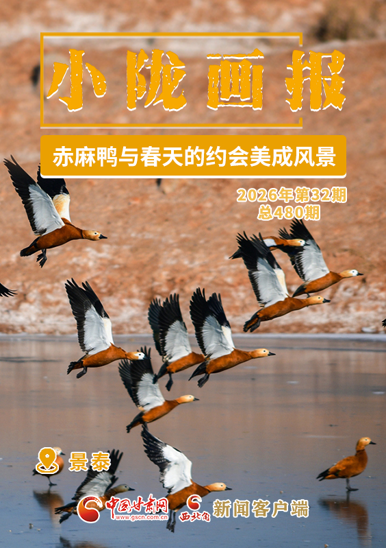 【小隴畫報·480期】景泰：赤麻鴨與春天的約會美成風景