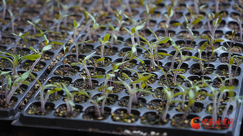 靜寧：大棚產業(yè)鋪就鄉(xiāng)村致富路